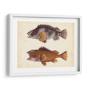 Especies De Peces Antiguos Ii | Cuadro decorativo de Canvas Lab