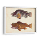 Especies De Peces Antiguos Ii | Cuadro decorativo de Canvas Lab