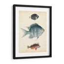Especies De Peces Antiguos Iii | Cuadro decorativo de Canvas Lab