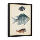 Especies De Peces Antiguos Iii | Cuadro decorativo de Canvas Lab
