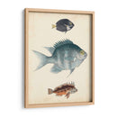 Especies De Peces Antiguos Iii | Cuadro decorativo de Canvas Lab