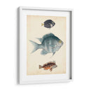 Especies De Peces Antiguos Iii | Cuadro decorativo de Canvas Lab