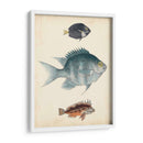 Especies De Peces Antiguos Iii | Cuadro decorativo de Canvas Lab