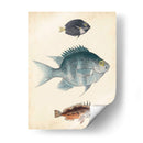 Especies De Peces Antiguos Iii | Cuadro decorativo de Canvas Lab