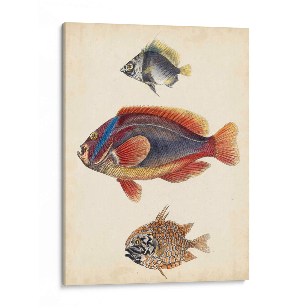 Especies De Peces Antiguos Iv | Cuadro decorativo de Canvas Lab