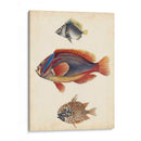 Especies De Peces Antiguos Iv | Cuadro decorativo de Canvas Lab