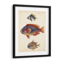 Especies De Peces Antiguos Iv | Cuadro decorativo de Canvas Lab