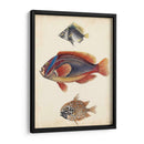 Especies De Peces Antiguos Iv | Cuadro decorativo de Canvas Lab