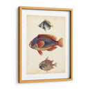 Especies De Peces Antiguos Iv | Cuadro decorativo de Canvas Lab