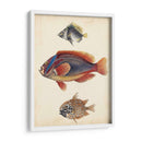 Especies De Peces Antiguos Iv | Cuadro decorativo de Canvas Lab