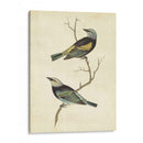 Tanager De Cabeza Azul - Cassin | Cuadro decorativo de Canvas Lab