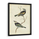 Tanager De Cabeza Azul - Cassin | Cuadro decorativo de Canvas Lab