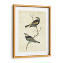 Tanager De Cabeza Azul - Cassin | Cuadro decorativo de Canvas Lab