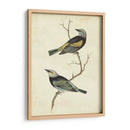 Tanager De Cabeza Azul - Cassin | Cuadro decorativo de Canvas Lab