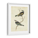 Tanager De Cabeza Azul - Cassin | Cuadro decorativo de Canvas Lab