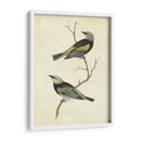 Tanager De Cabeza Azul - Cassin | Cuadro decorativo de Canvas Lab