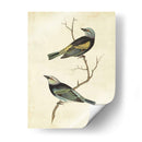 Tanager De Cabeza Azul - Cassin | Cuadro decorativo de Canvas Lab