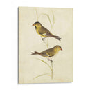 Jilguero - Cassin | Cuadro decorativo de Canvas Lab