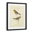 Jilguero - Cassin | Cuadro decorativo de Canvas Lab