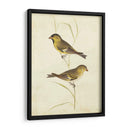 Jilguero - Cassin | Cuadro decorativo de Canvas Lab