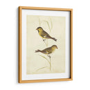 Jilguero - Cassin | Cuadro decorativo de Canvas Lab