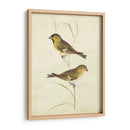 Jilguero - Cassin | Cuadro decorativo de Canvas Lab