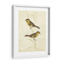 Jilguero - Cassin | Cuadro decorativo de Canvas Lab