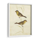 Jilguero - Cassin | Cuadro decorativo de Canvas Lab