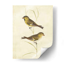 Jilguero - Cassin | Cuadro decorativo de Canvas Lab