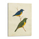 Tanager Peruano I - Cassin | Cuadro decorativo de Canvas Lab
