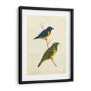 Tanager Peruano I - Cassin | Cuadro decorativo de Canvas Lab
