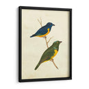 Tanager Peruano I - Cassin | Cuadro decorativo de Canvas Lab