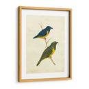 Tanager Peruano I - Cassin | Cuadro decorativo de Canvas Lab