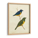 Tanager Peruano I - Cassin | Cuadro decorativo de Canvas Lab