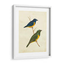 Tanager Peruano I - Cassin | Cuadro decorativo de Canvas Lab