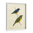 Tanager Peruano I - Cassin | Cuadro decorativo de Canvas Lab
