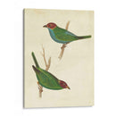 Tanager Peruano Ii - Cassin | Cuadro decorativo de Canvas Lab