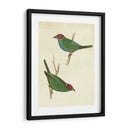 Tanager Peruano Ii - Cassin | Cuadro decorativo de Canvas Lab
