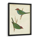 Tanager Peruano Ii - Cassin | Cuadro decorativo de Canvas Lab