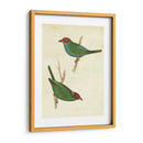 Tanager Peruano Ii - Cassin | Cuadro decorativo de Canvas Lab