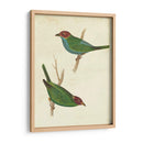 Tanager Peruano Ii - Cassin | Cuadro decorativo de Canvas Lab