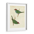 Tanager Peruano Ii - Cassin | Cuadro decorativo de Canvas Lab