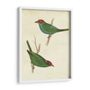 Tanager Peruano Ii - Cassin | Cuadro decorativo de Canvas Lab