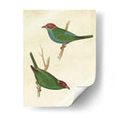 Tanager Peruano Ii - Cassin | Cuadro decorativo de Canvas Lab