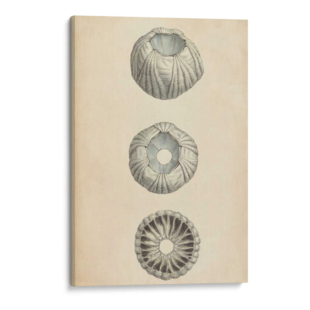 Conchas Cilíndricas I - Wood | Cuadro decorativo de Canvas Lab