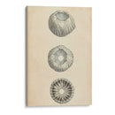 Conchas Cilíndricas I - Wood | Cuadro decorativo de Canvas Lab