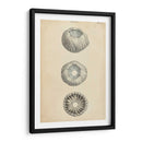 Conchas Cilíndricas I - Wood | Cuadro decorativo de Canvas Lab