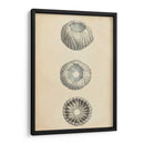 Conchas Cilíndricas I - Wood | Cuadro decorativo de Canvas Lab