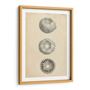 Conchas Cilíndricas I - Wood | Cuadro decorativo de Canvas Lab