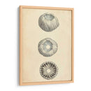 Conchas Cilíndricas I - Wood | Cuadro decorativo de Canvas Lab